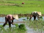 antarafoto-upah-buruh-tani-di-kabupaten-gowa-160622-ap-1